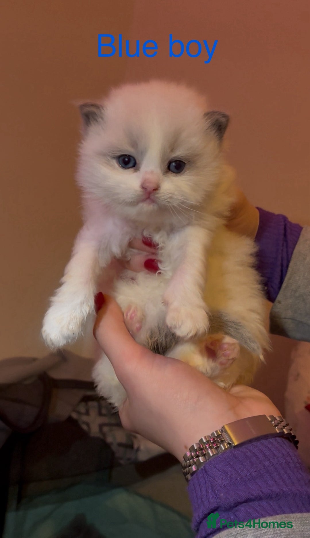 Ragdoll cats for sale: Stunning GCCF Bi-color Ragdoll Kittens - Advert 7