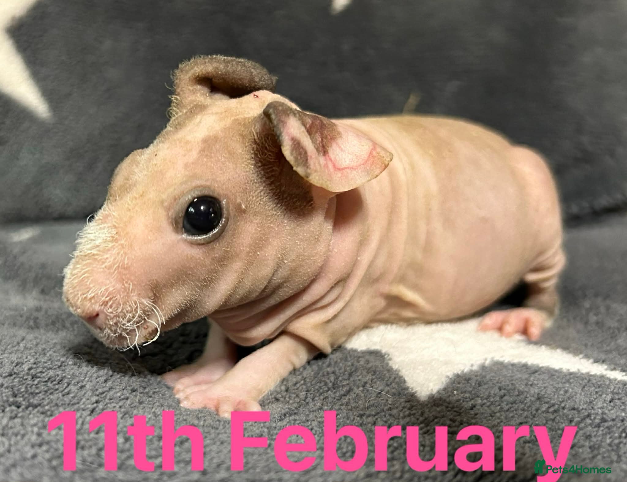 Guinea Pig rodents Skinny Pig Sows. READY NOW/RESERVE - Advert 20