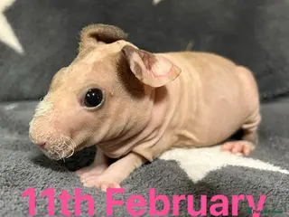 Guinea Pig rodents Skinny Pig Sows. READY NOW/RESERVE - Advert 19