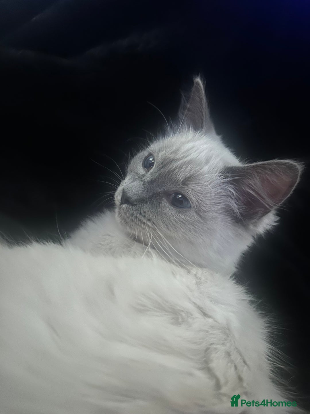 Ragdoll cats for sale: Ragdoll kitten  - Advert 11