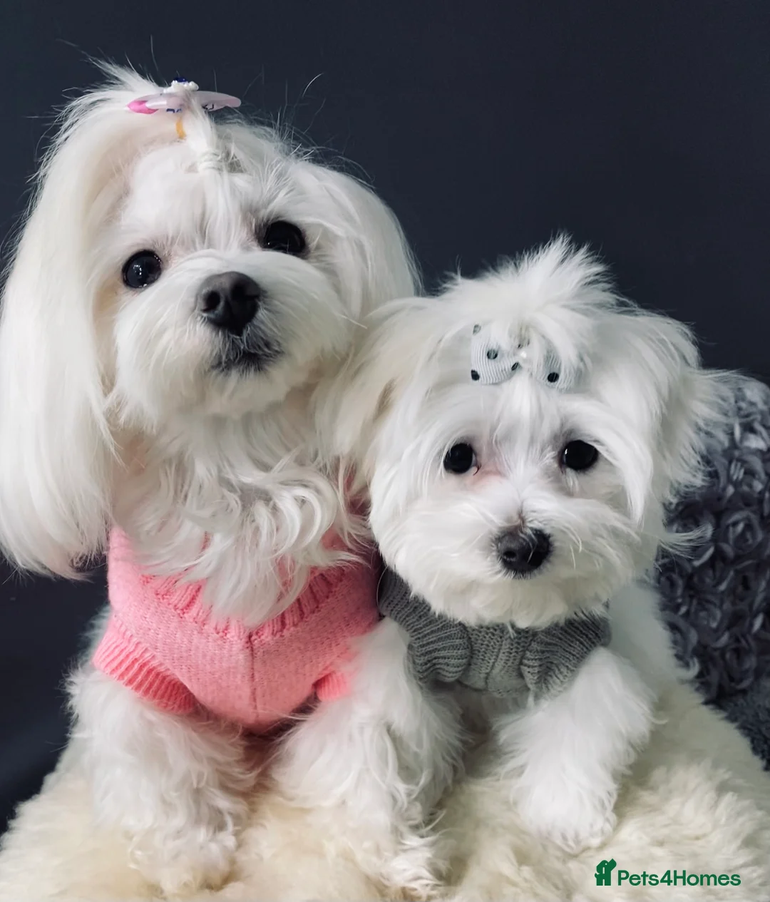 Maltese dogs for sale: ✨ Outstanding KC korean Maltese Puppies ✨ - Advert 6