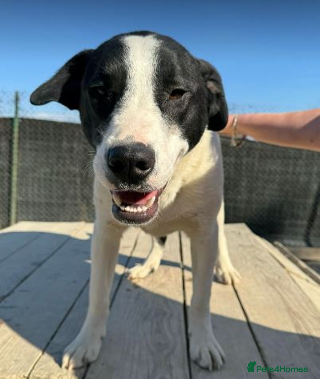 Mixed Breed dogs for adoption: LUCA – TWO YEARS WAITING FOR SOMEONE TO CARE 🐾 - Image 5