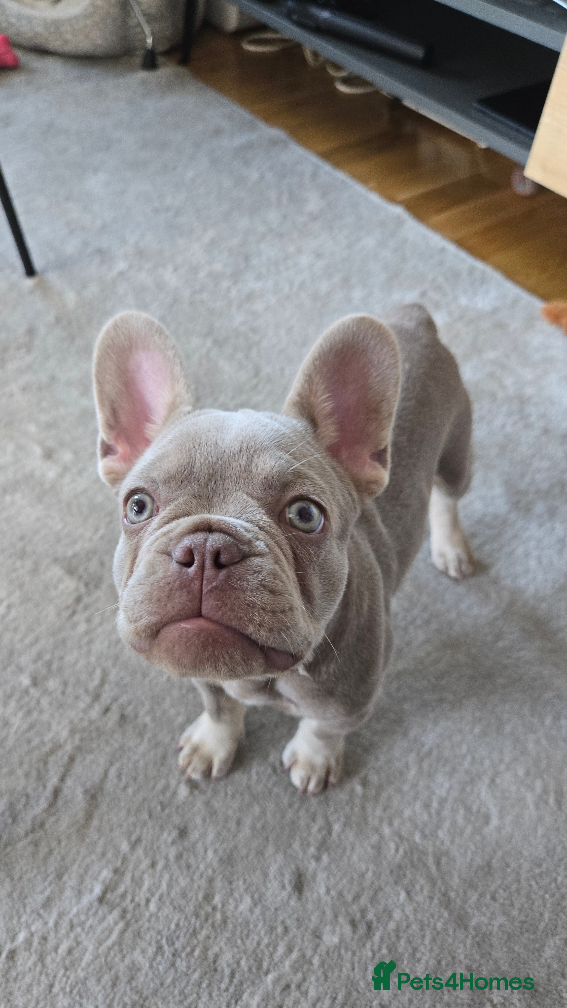 French Bulldog dogs Female Lilac French Bulldog Puppy Bella - Advert 1