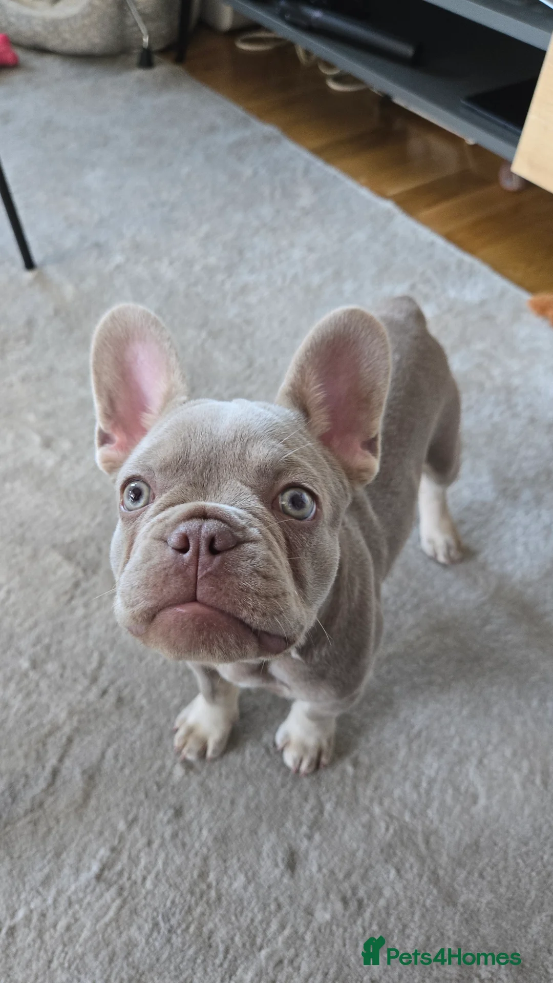 French Bulldog dogs for sale: Female Lilac French Bulldog Puppy Bella - Advert 1