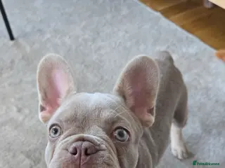 French Bulldog dogs Female Lilac French Bulldog Puppy Bella - Advert 1
