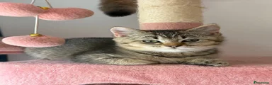 British Shorthair 1