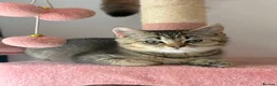 British Shorthair cats for sale: Beautiful British Shorthair Tabby Kitten in London - Advert 1