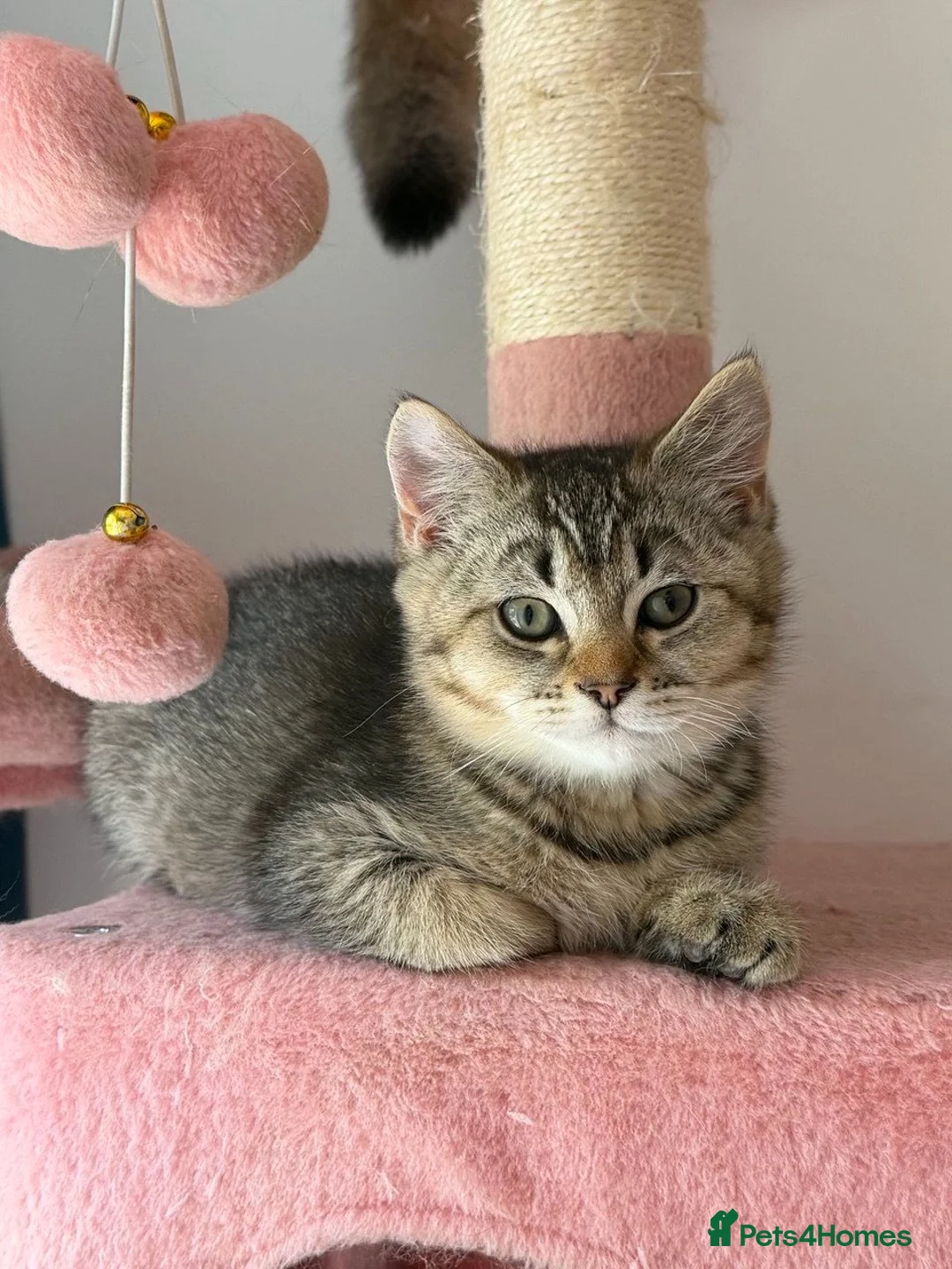 British Shorthair cats for sale: Beautiful British Shorthair Tabby Kitten in London - Advert 1