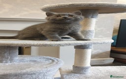 British Shorthair cats for sale: British Shorthair kittens from champion bloodline - Image 5