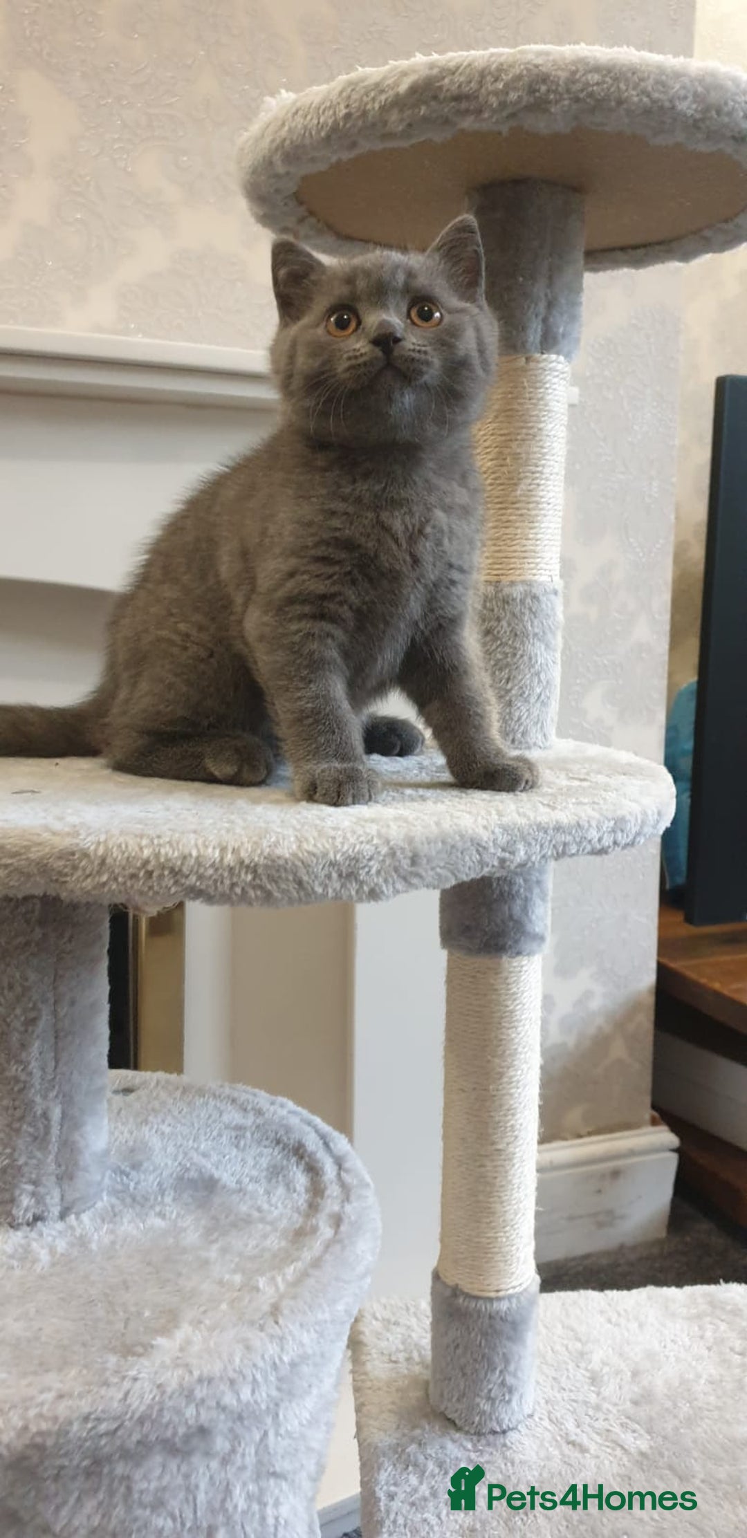 British Shorthair cats for sale: British Shorthair kittens from champion bloodline - Image 5