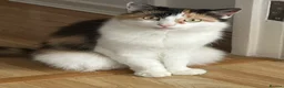 Mixed Breed cats for sale: Cat for sale  in London - Advert 5