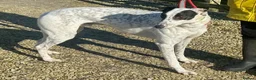 Greyhound dogs for adoption: Brilliant boy Bowie wants a loving forever home - Advert 1