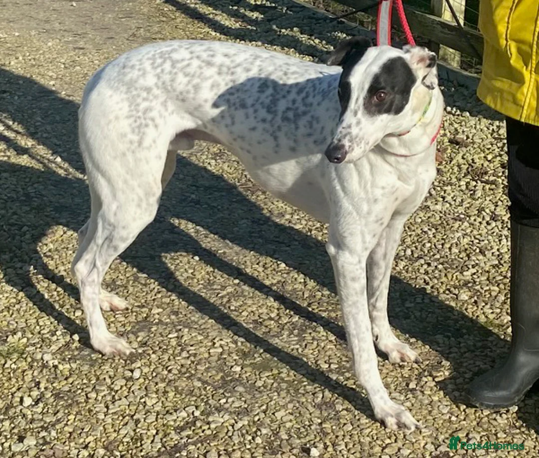Greyhound dogs for adoption: Brilliant boy Bowie wants a loving forever home - Advert 1