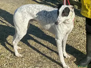 Greyhound dogs Brilliant boy Bowie wants a loving forever home - Advert 4