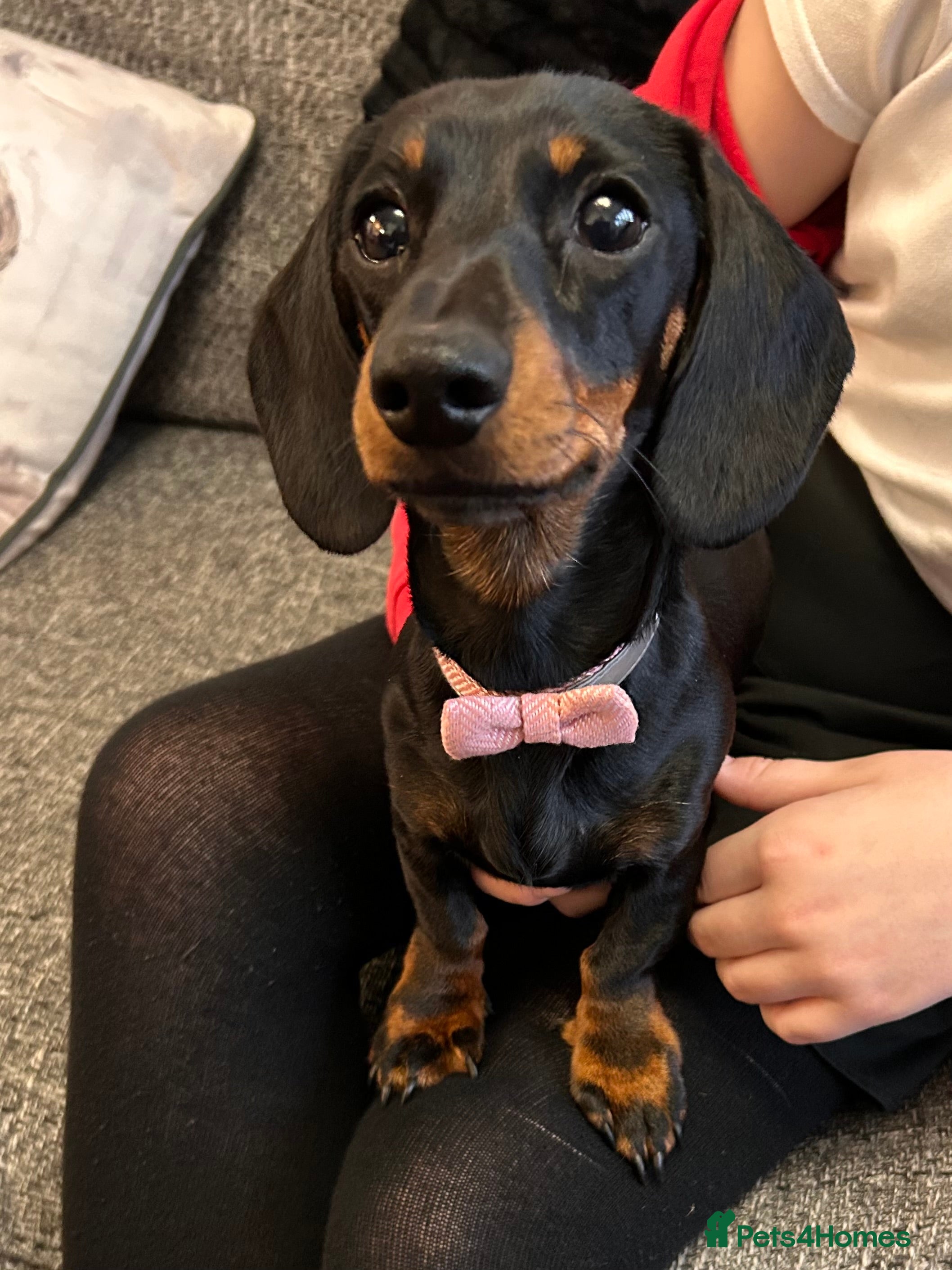 Miniature Dachshund dogs Dolly Miniature Dachshund  - Advert 1