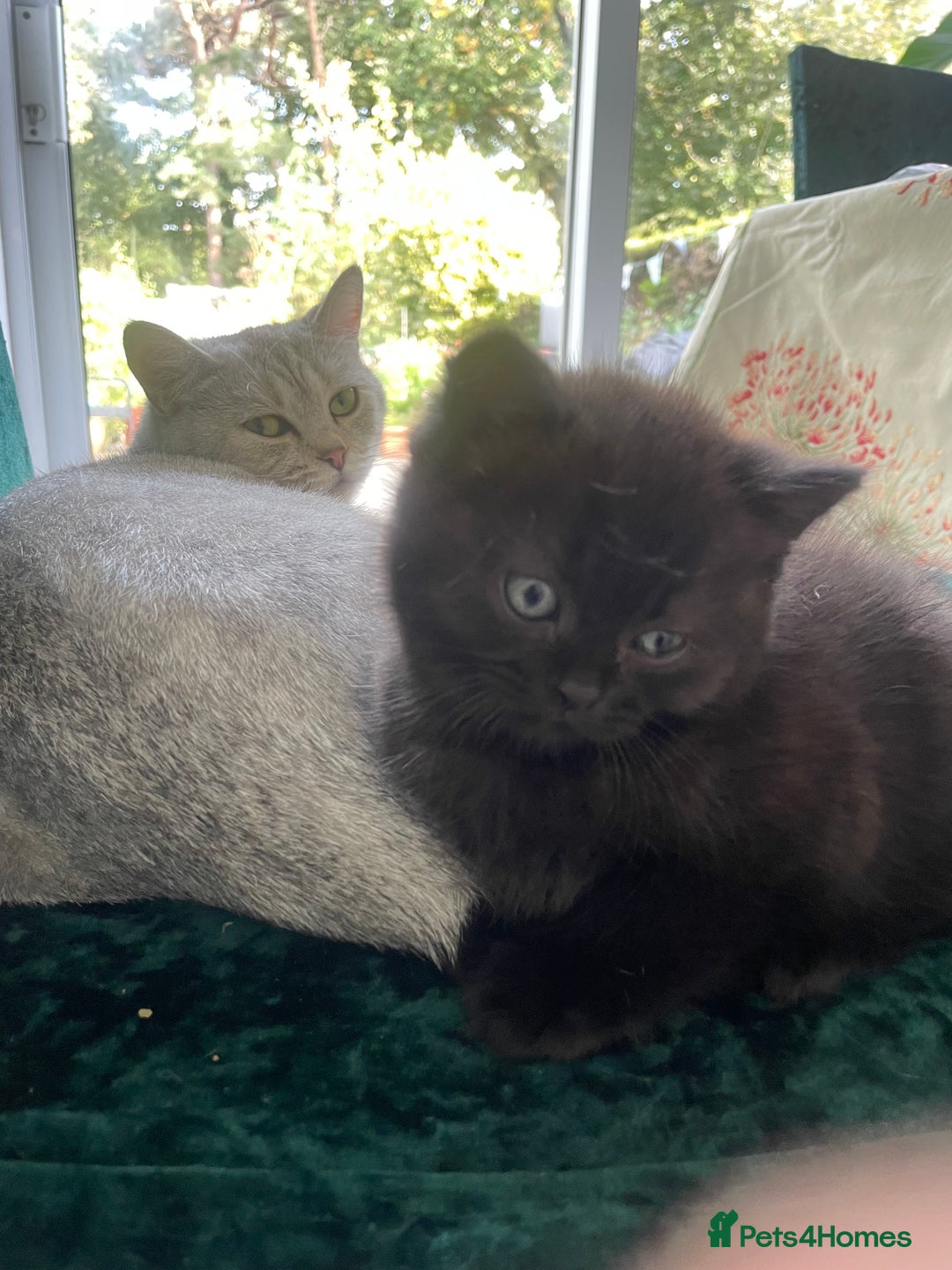 British Shorthair cats for sale: Exceptional BSH kitten, chocolate brown  - Image 4