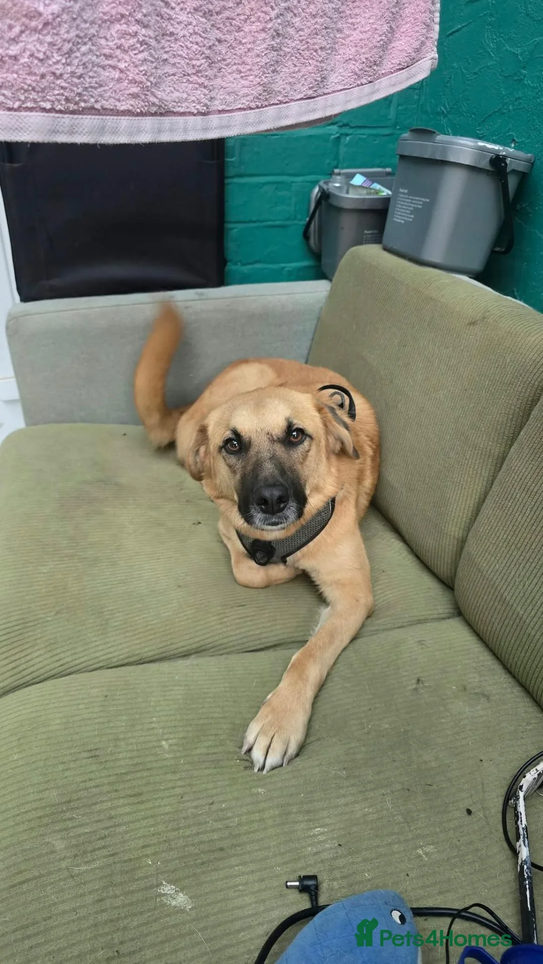Mixed Breed dogs for adoption: Ruby for adoption in Hastings - Advert 1