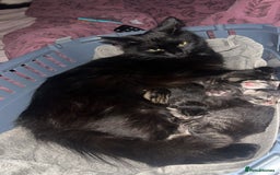 Mixed Breed cats for sale: Black Tabby kittens - Image 21