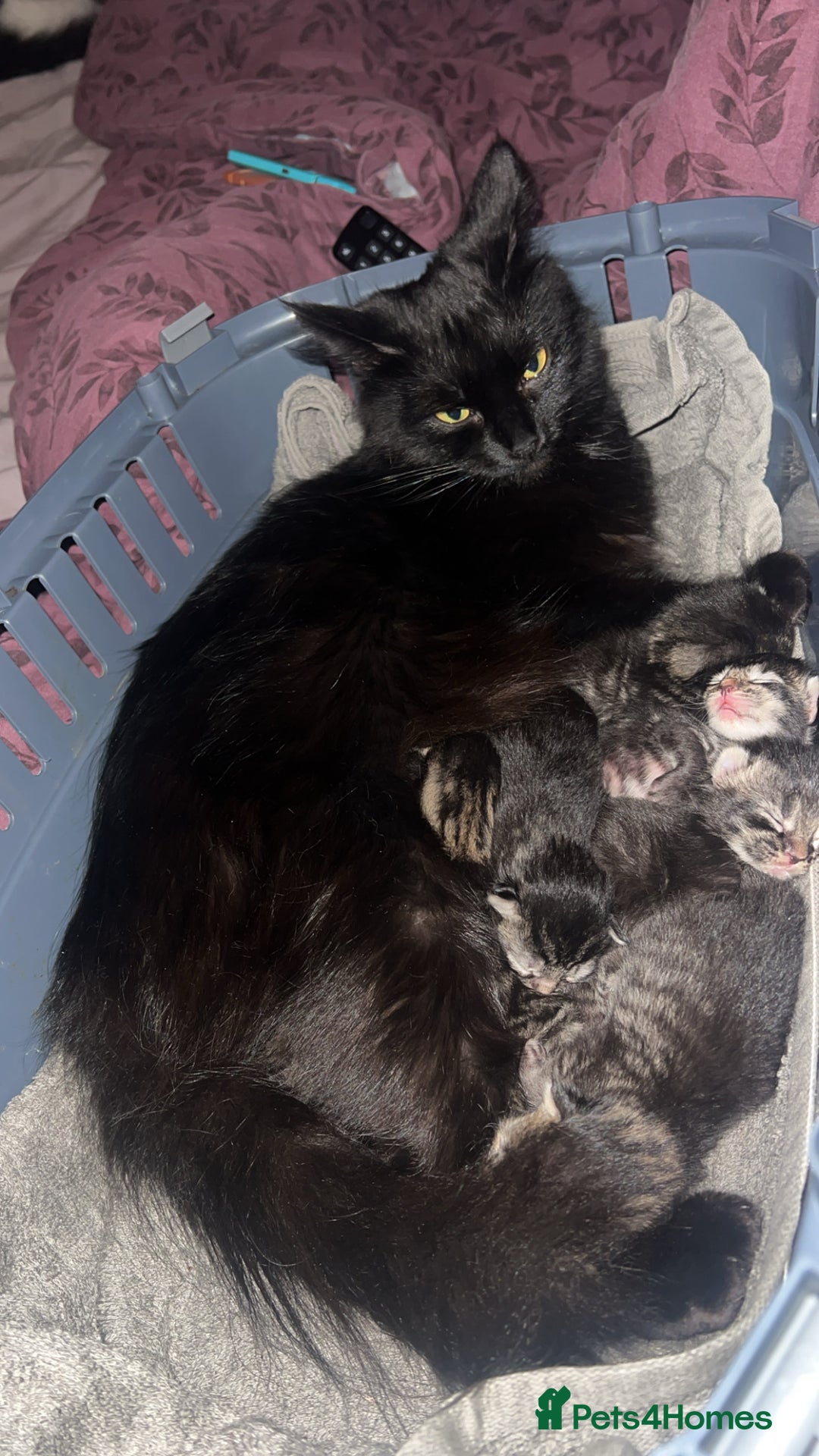 Mixed Breed cats for sale: Black Tabby kittens - Image 21