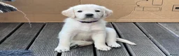 Labradoodle dogs for sale: Happy and healthy Labradoodle puppies! - Advert 3