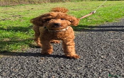 Miniature Poodle dogs for sale: STUNNING SOLID DARK RED FEMALE POODLE - Image 6