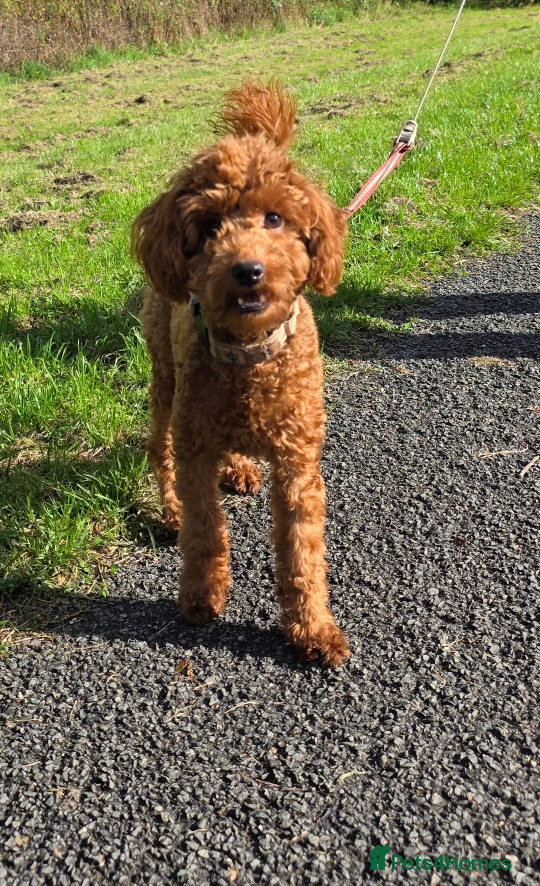 Miniature Poodle dogs for sale: STUNNING SOLID DARK RED FEMALE POODLE - Image 6