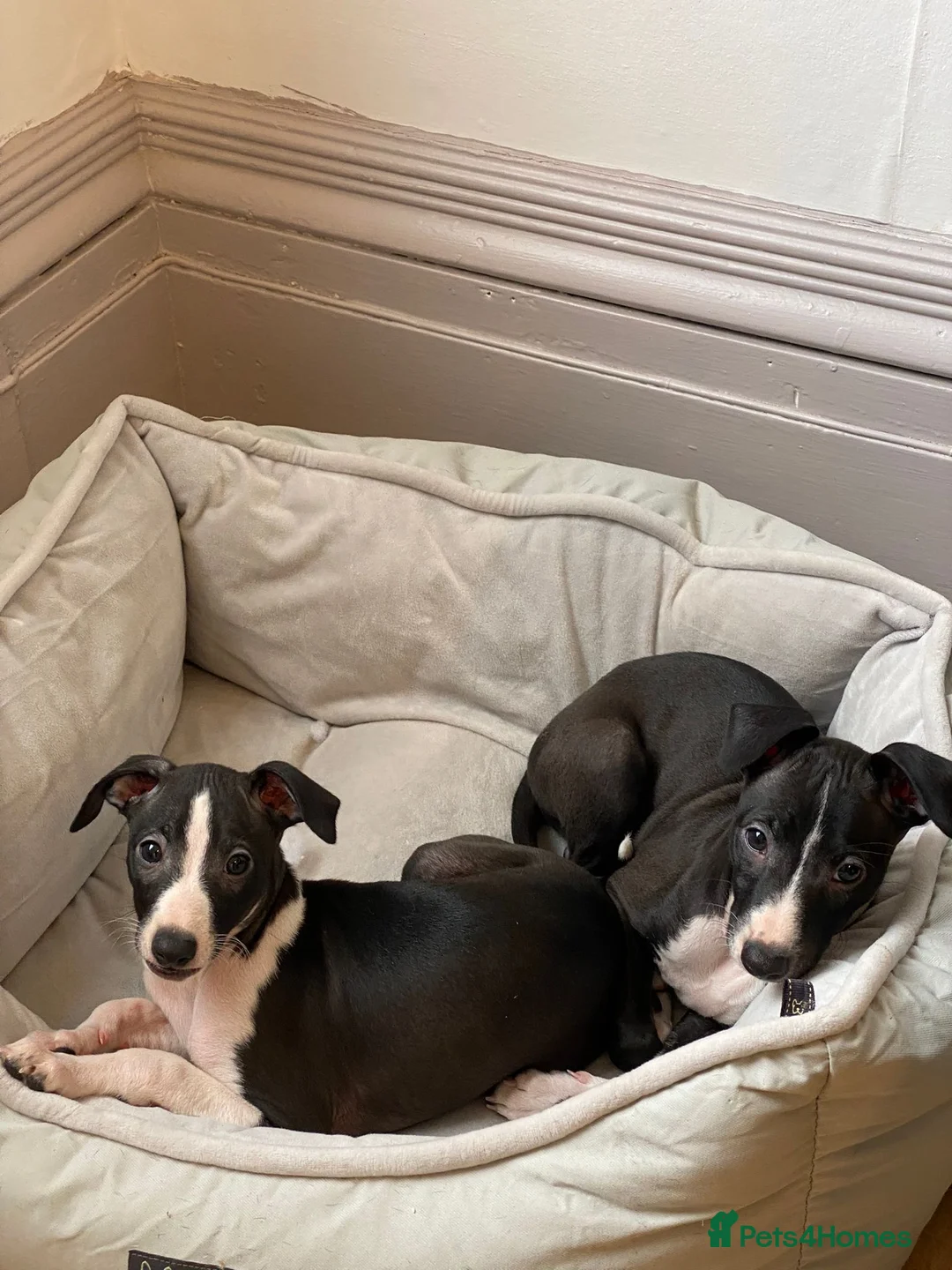 Italian Greyhound dogs for sale: 2 beautiful boy Iggys looking for their new home - Advert 10