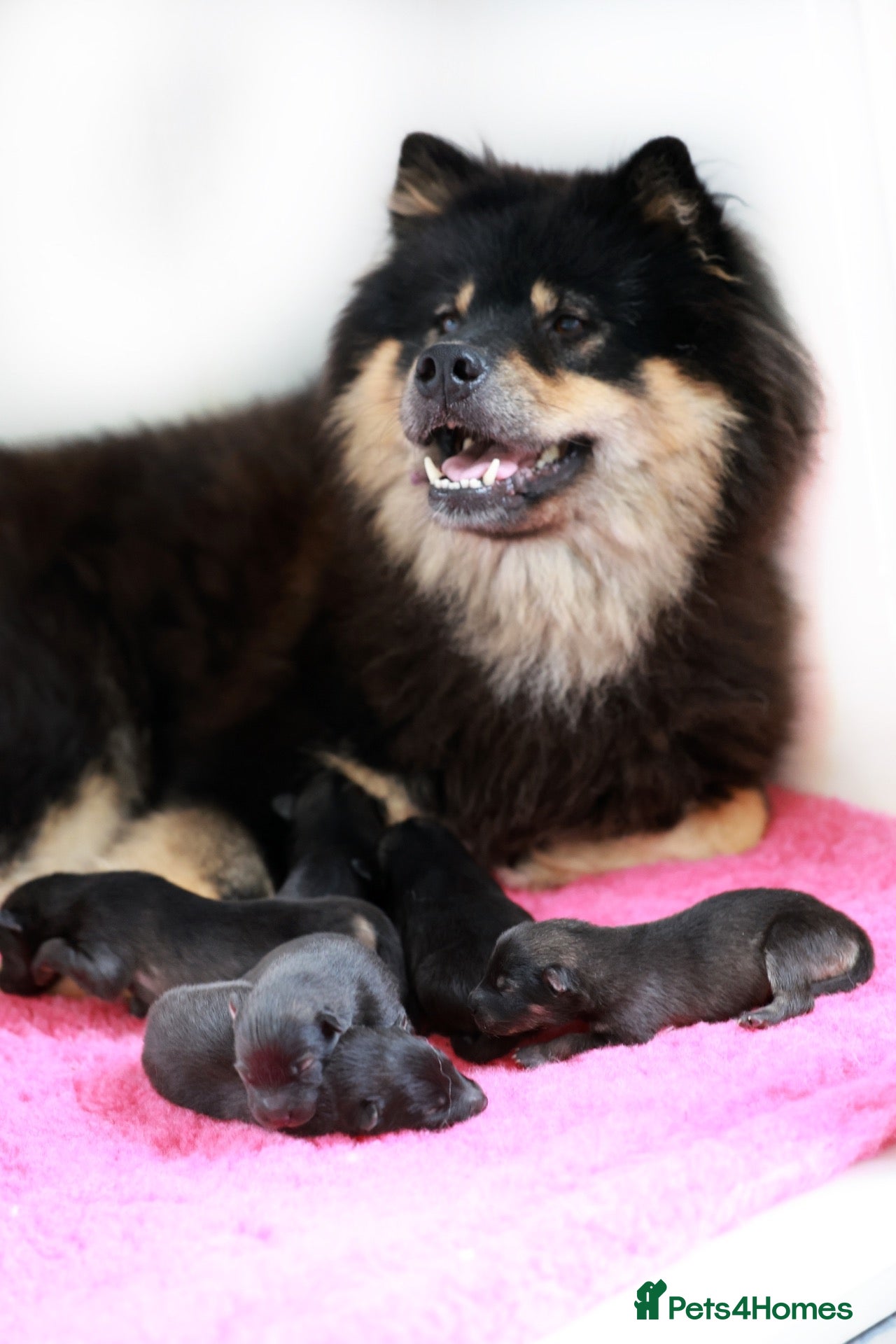 Eurasier dogs Eurasier Puppy - Advert 3