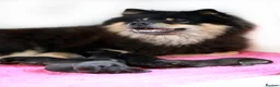 Eurasier dogs for sale: Eurasier Puppy in King's Lynn - Advert 1