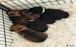 Border Terrier dogs for sale: Beautiful Border Terrier Puppies😍 - Advert 4