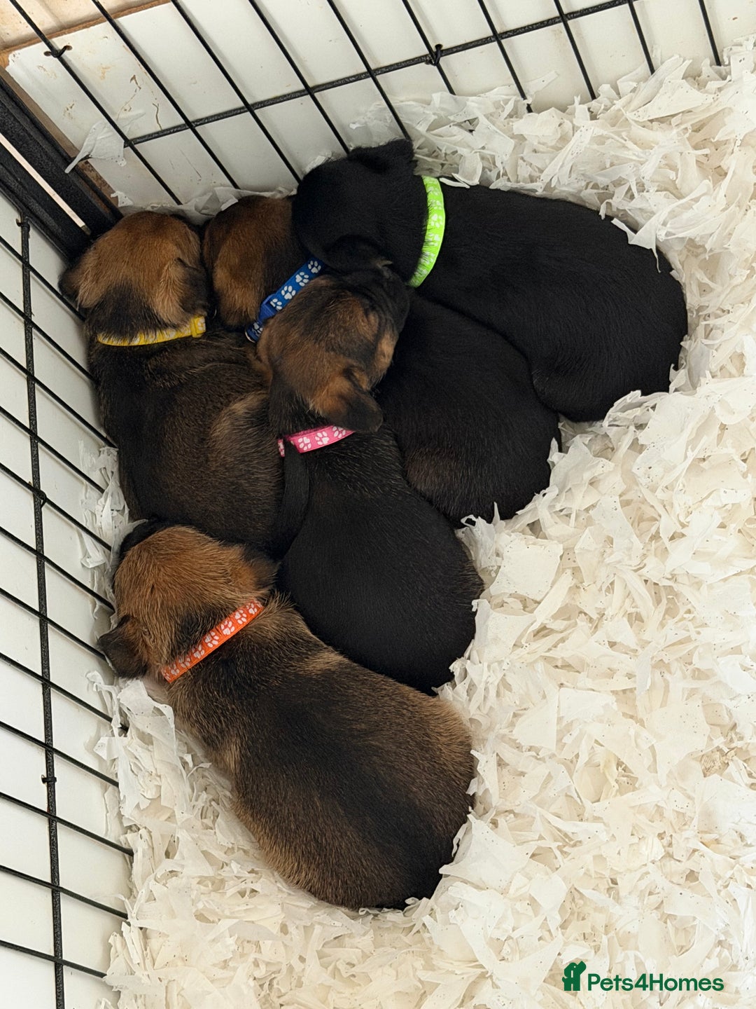 Border Terrier dogs for sale: Beautiful Border Terrier Puppies😍 - Advert 4