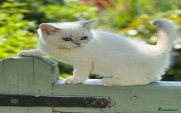 British Shorthair cats for sale: Colourpoints BSH active & non-active available - Image 6
