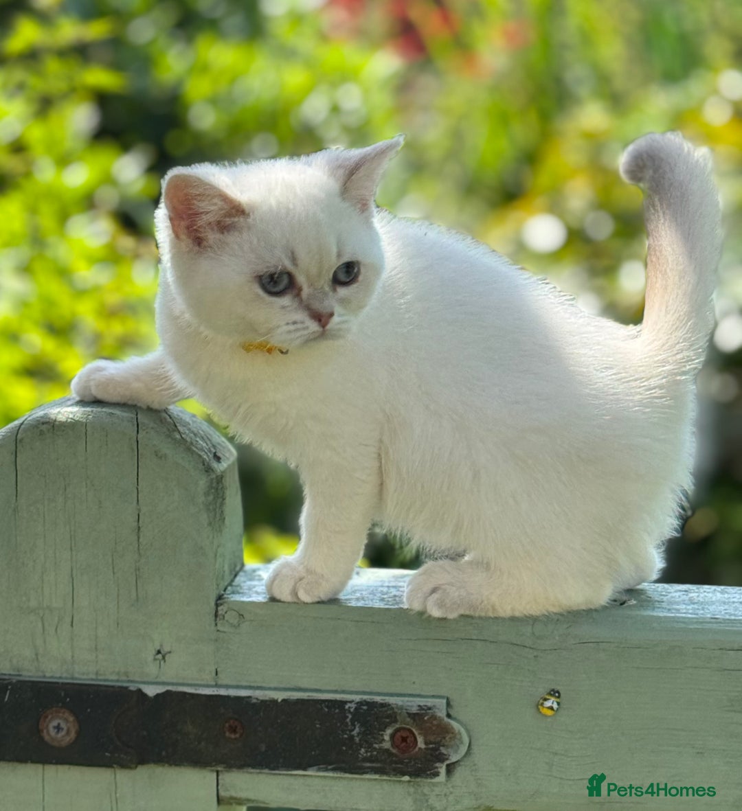 British Shorthair cats for sale: Colourpoints BSH active & non-active available - Image 6