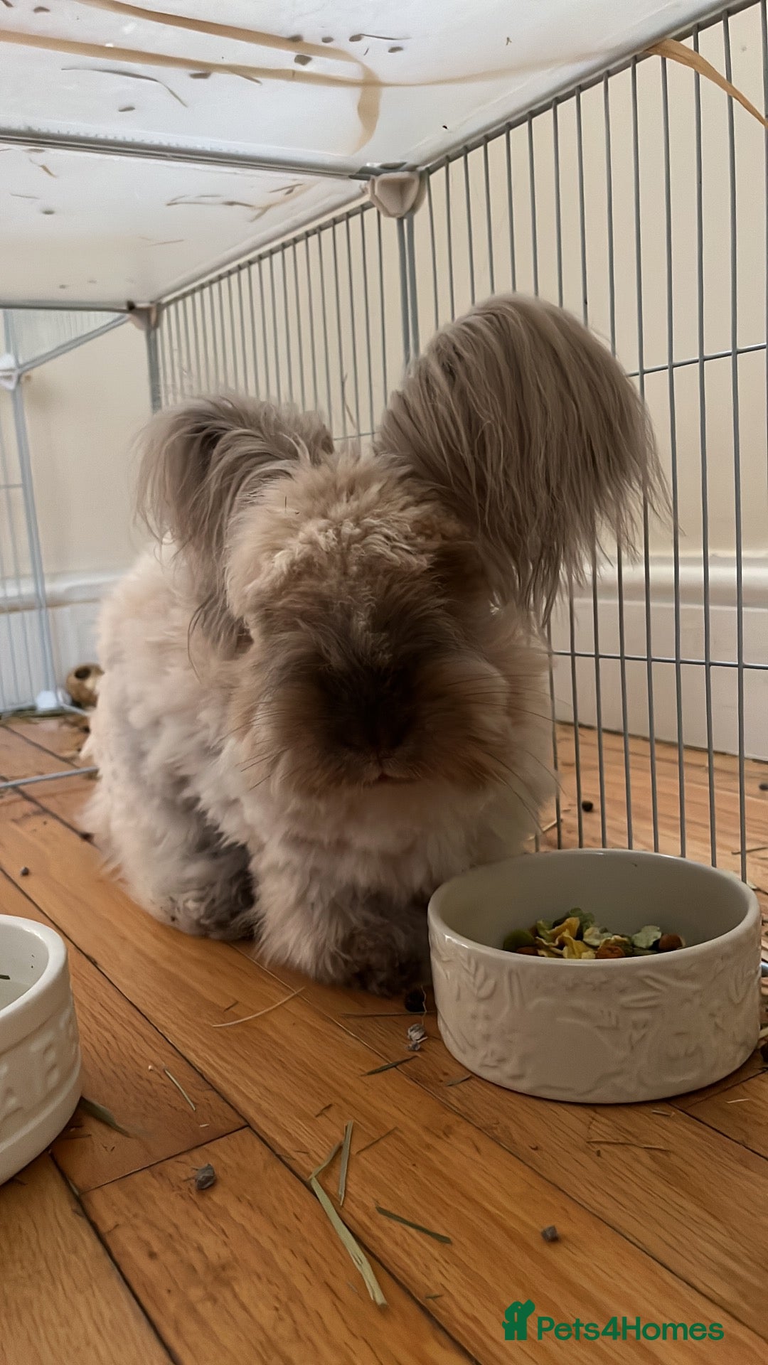 Angora rabbits Benny the bunny - Advert 2