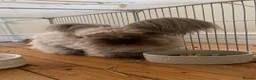 Angora rabbits for sale: Benny the bunny in London - Advert 1