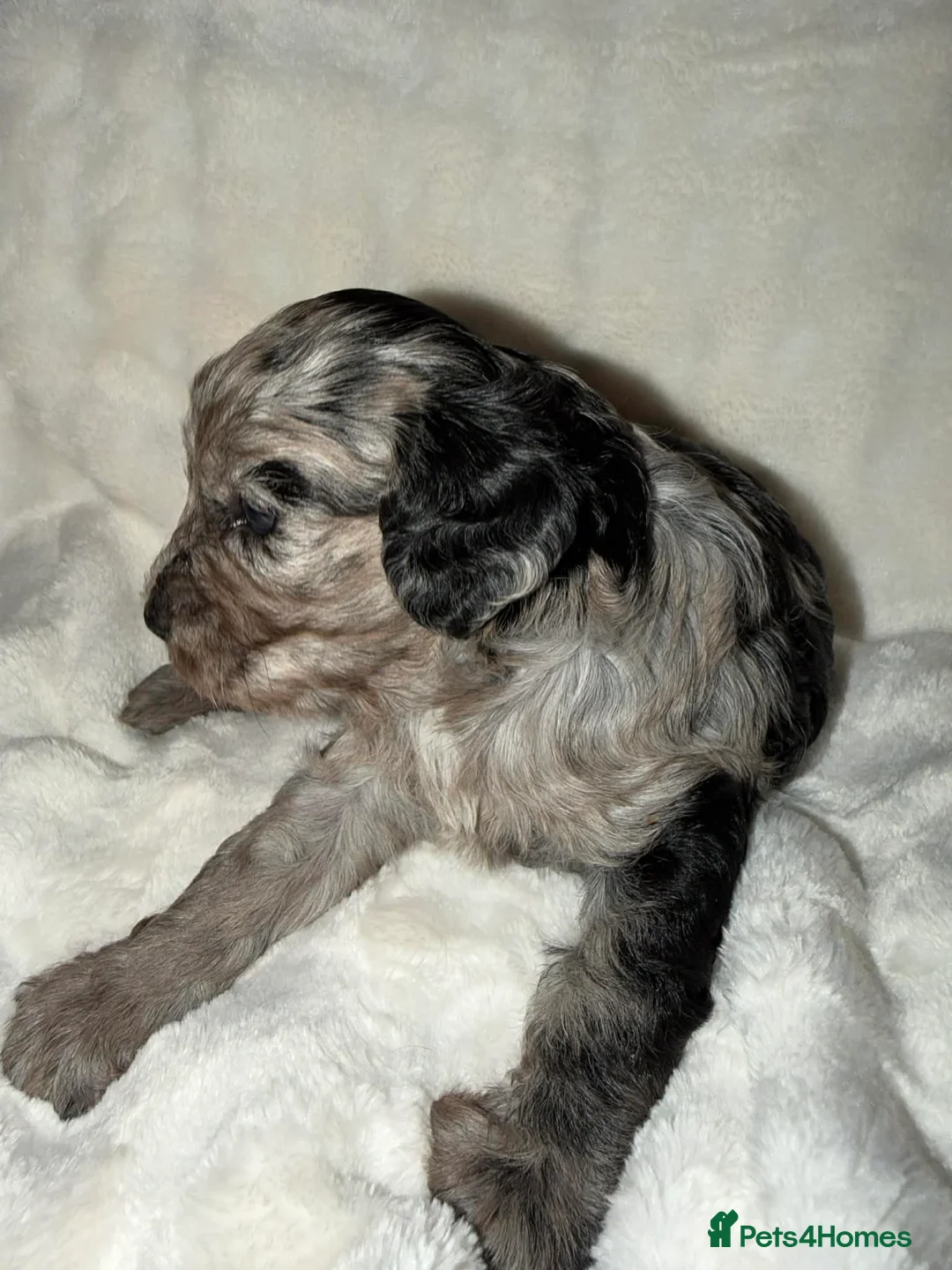 Cavapoo dogs for sale: Beautiful F1 Cavapoo rare merle puppies - Advert 14