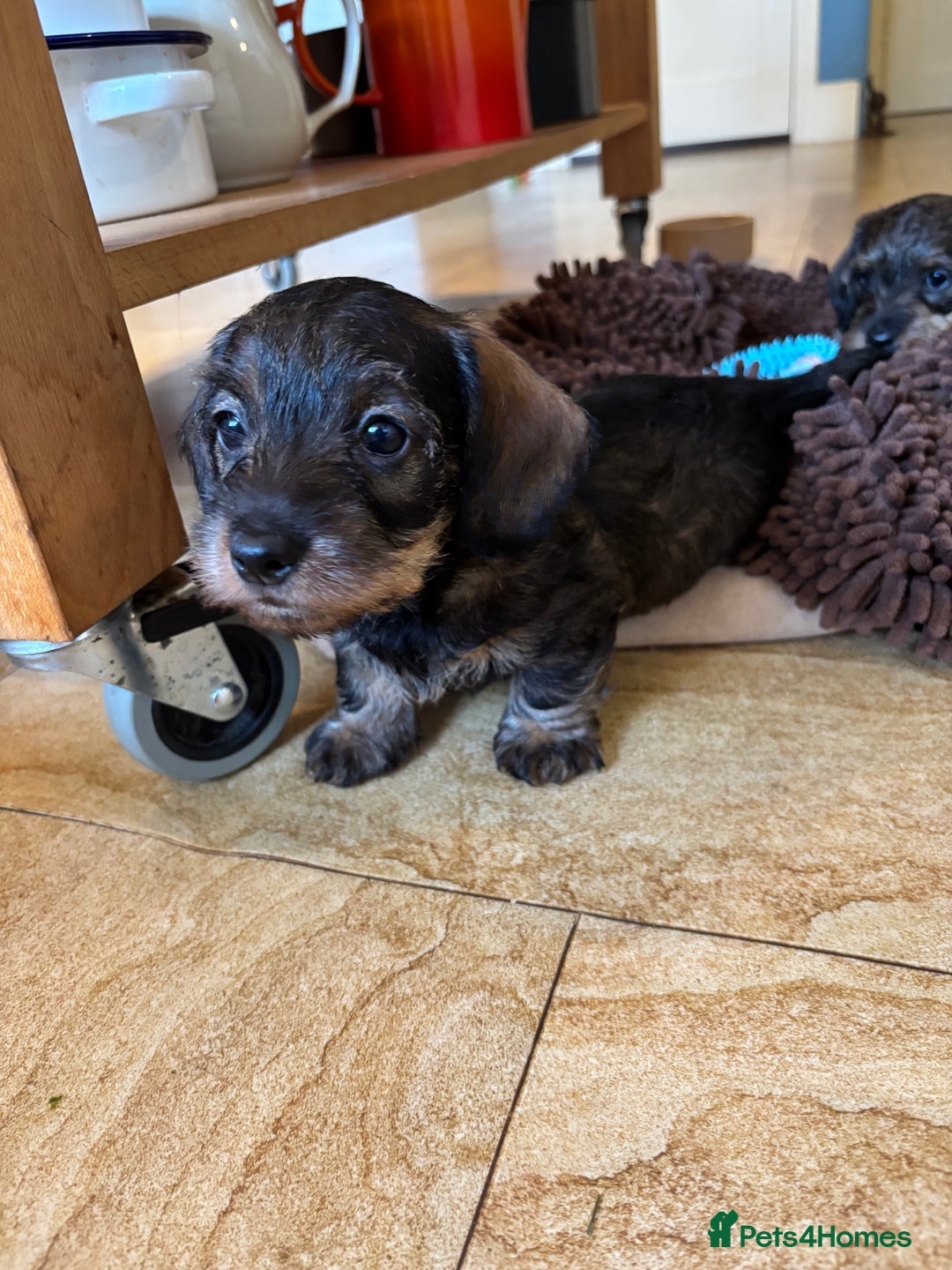 Miniature Dachshund dogs for sale: Miniature Wire-Haired Dachshund in Crediton - Image 10