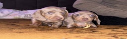 Miniature Dachshund dogs for sale: 2 mini dachshund - Advert 1