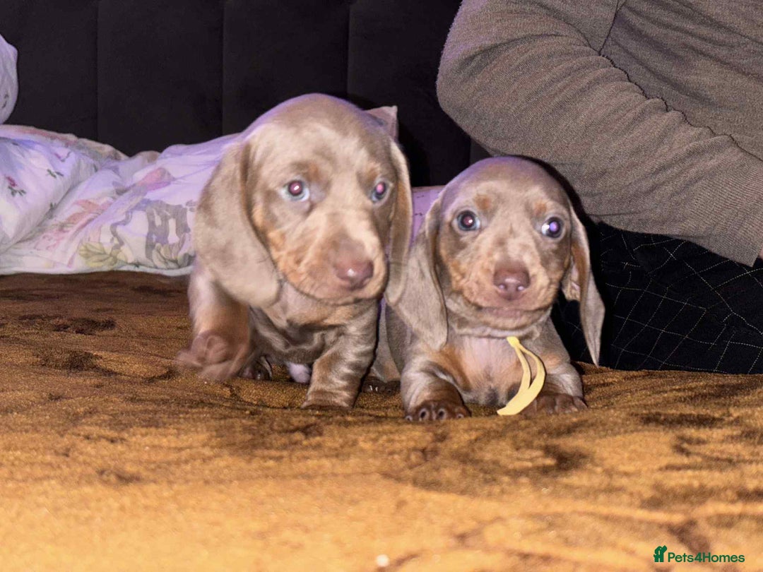 Miniature Dachshund dogs for sale: 2 mini dachshund - Advert 1