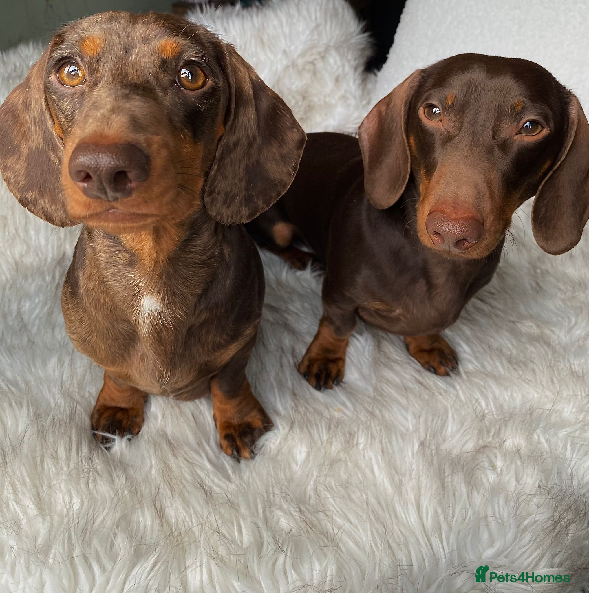 Miniature Dachshund dogs For Sale Adorable Miniature Dachshund puppies - Advert 2