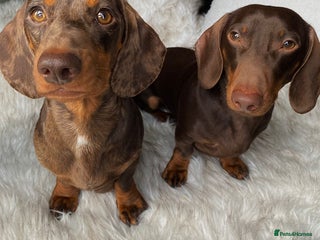 Miniature Dachshund dogs For Sale Adorable Miniature Dachshund puppies - Advert 2