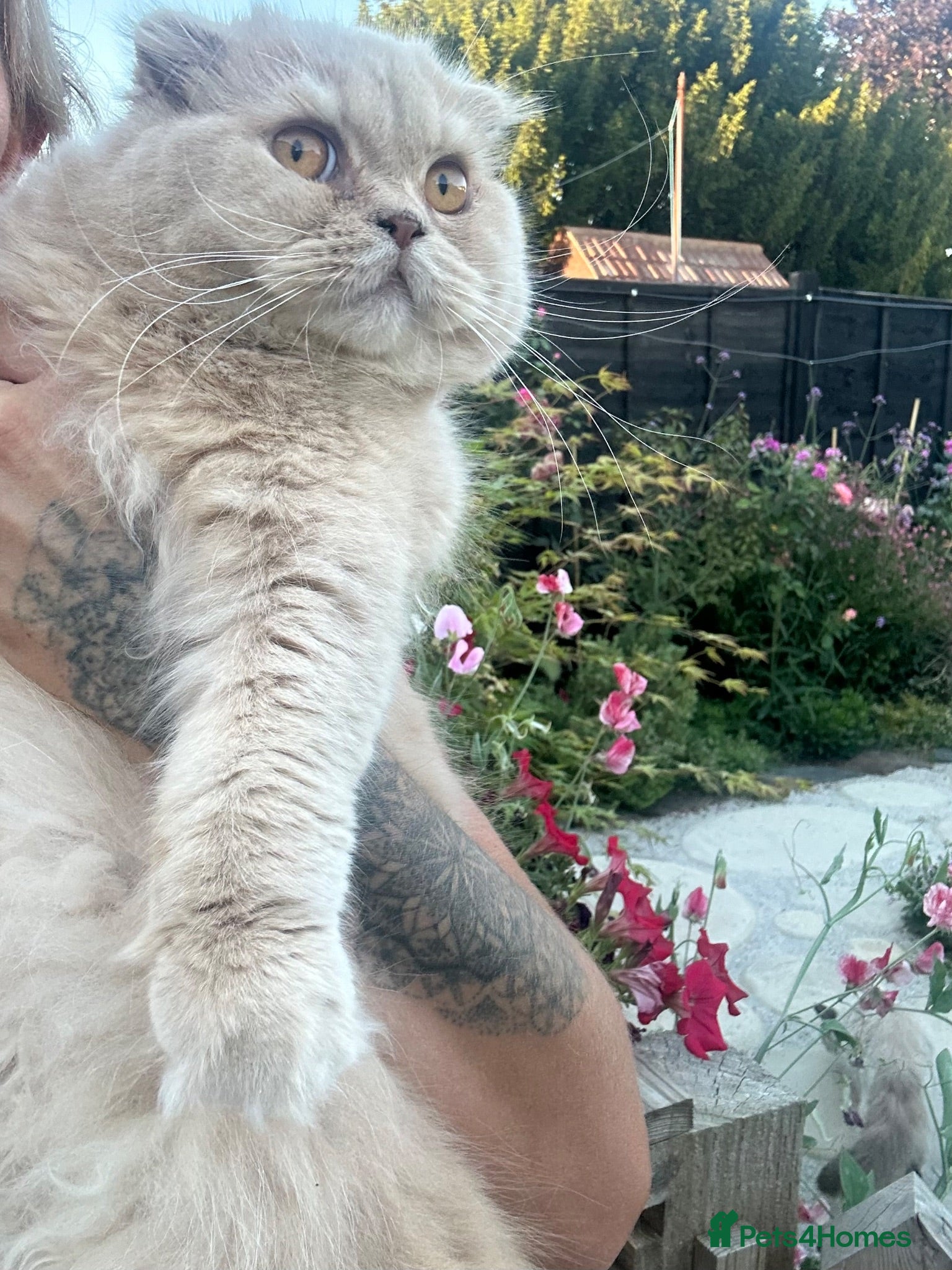 Scottish Fold cats Scottish fold male for rehoming - Advert 14