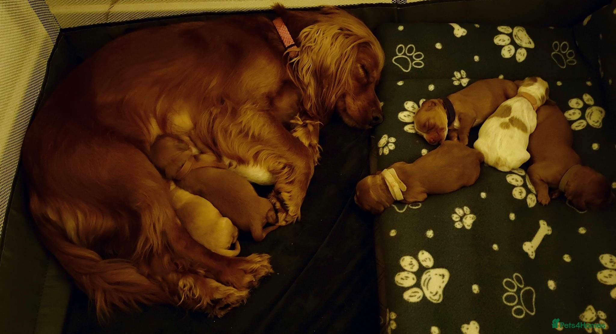 Cocker Spaniel dogs Cocker spaniel pups 4 days old - Advert 1