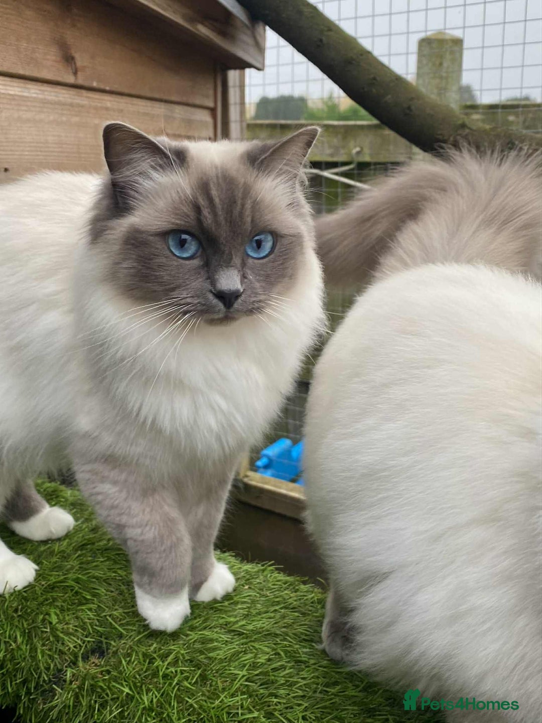 Ragdoll cats for sale: Adorable Ragdoll Kittens - Image 3