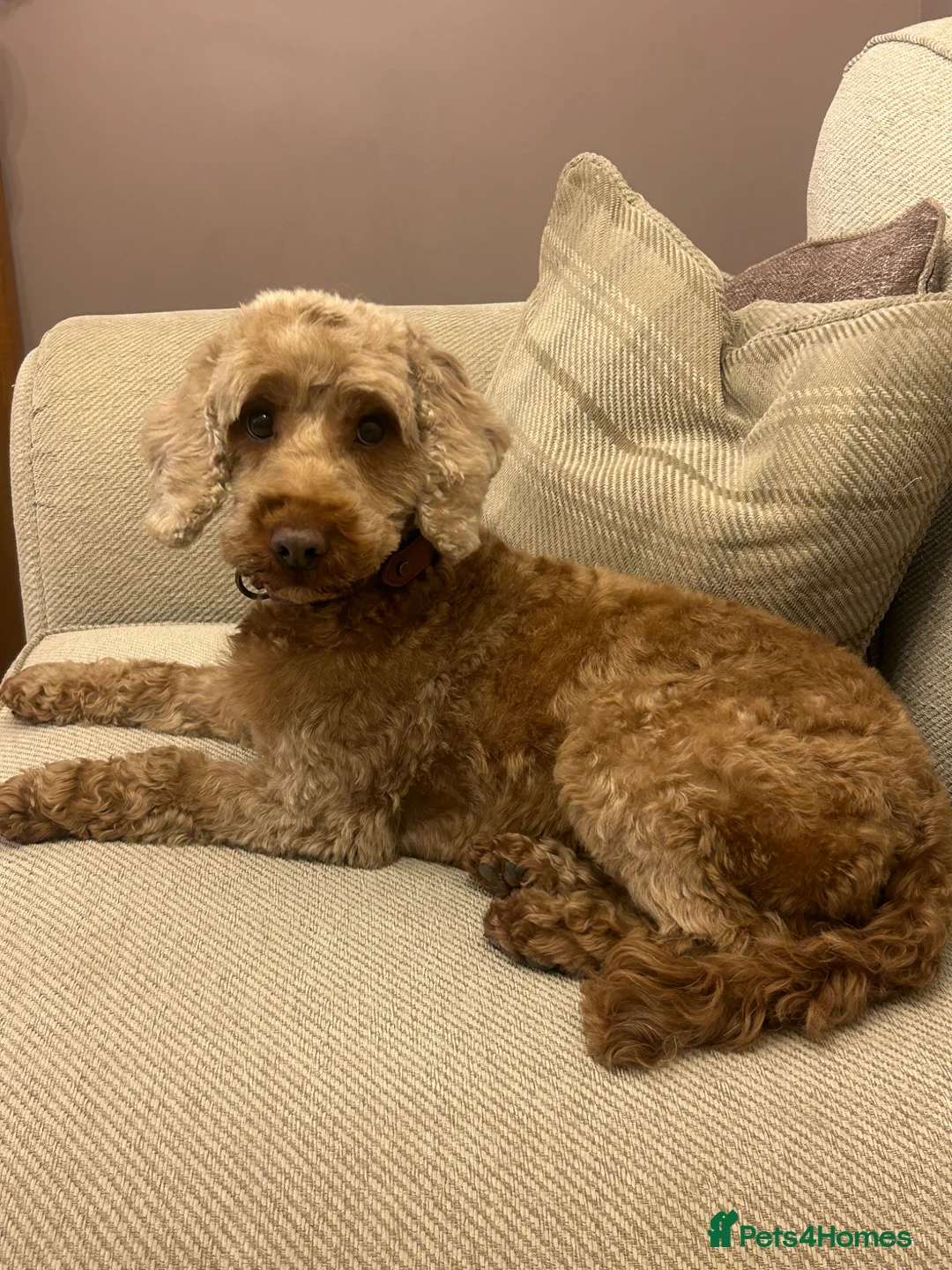 Cockapoo dogs for sale: Rehome cockapoo - Advert 2