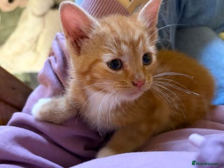 Mixed Breed cats Playful ginger and white male kitten - Advert 2