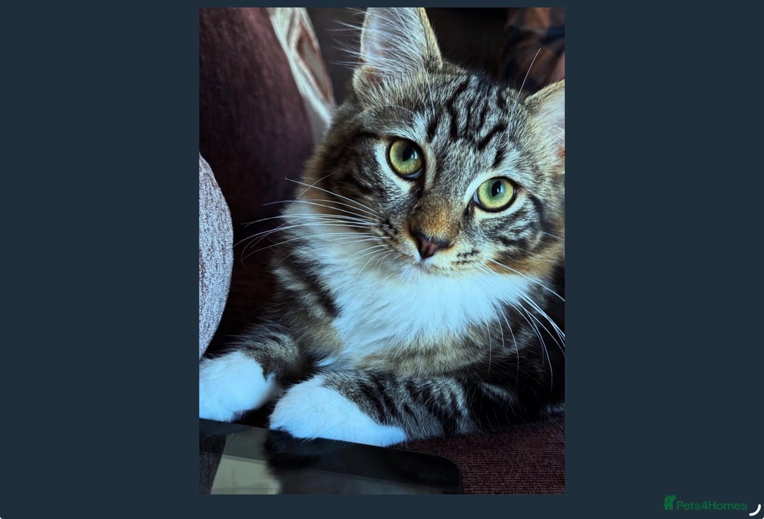 Domestic Shorthair cats for sale: 🐾 Kittens Looking for Homes 🐾 - Image 5