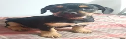 Mixed Breed dogs for sale: Adorable French Bulljack puppies  - Advert 4