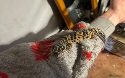 Leopard Gecko reptiles for sale: Leopard gecko+ full set up for sale  - Image 1
