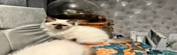 Ragdoll cats for sale: Ragdoll kittens - Advert 10